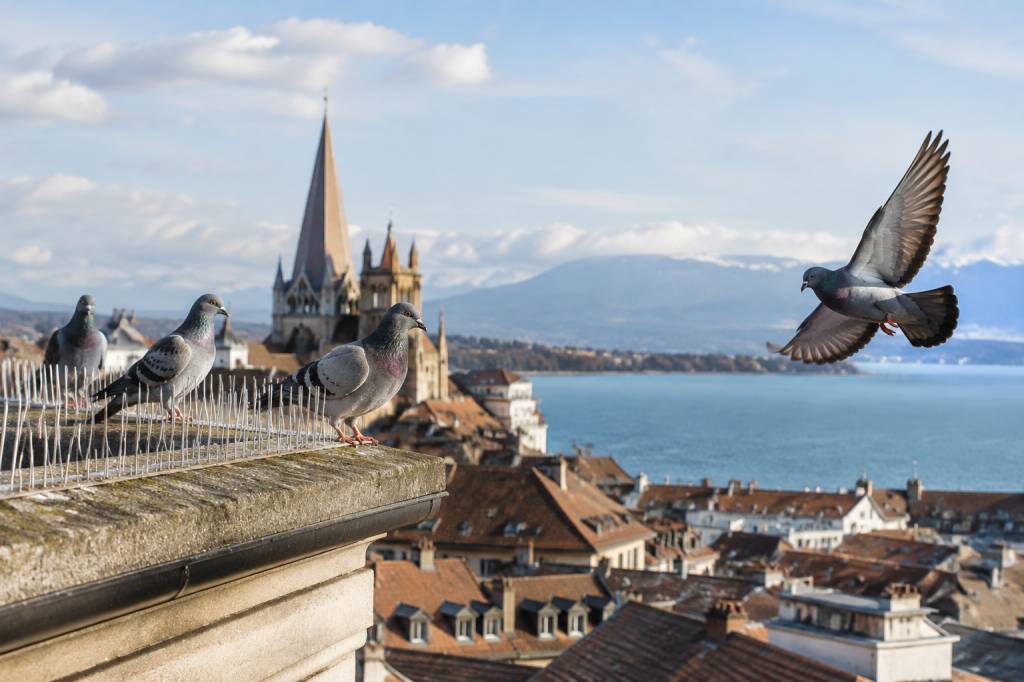 Dépigeonnage à lausanne : les solutions pour éloigner les pigeons sans leur nuire